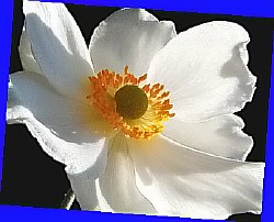  цветок анемона фото