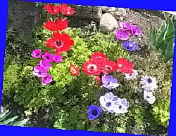  цветы анемона многолетники