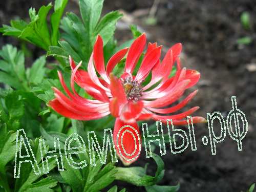 цветок анемоны