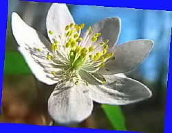 цветок анемона де каен